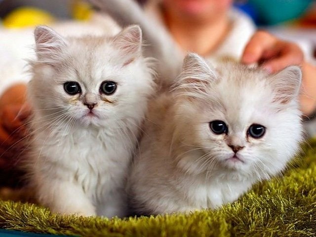 Породы кошек в Урюпинске | ЗооТом портал о животных