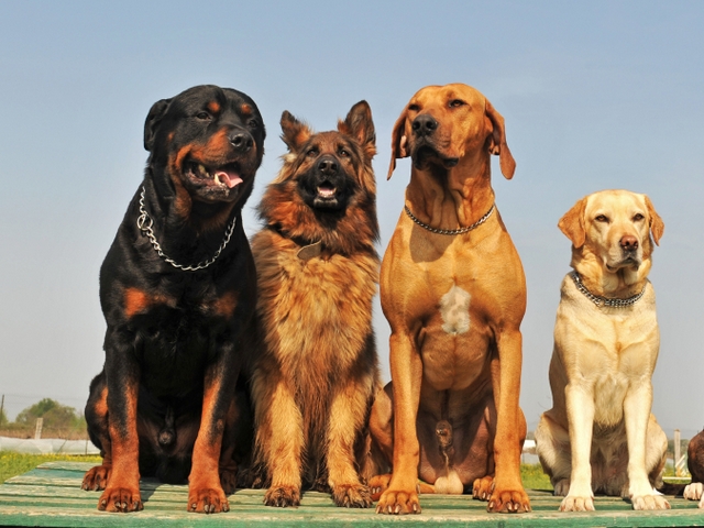 Крупные породы собак в Урюпинске | ЗооТом портал о животных