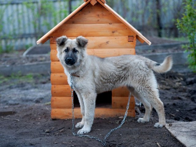 Все о собаках в Урюпинске